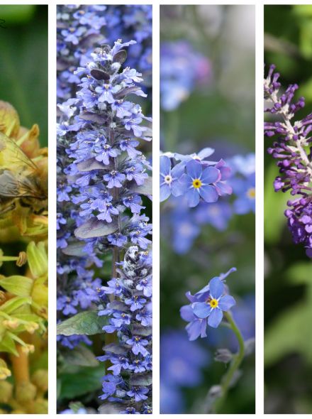Vlinderborder blauw (6 m2)