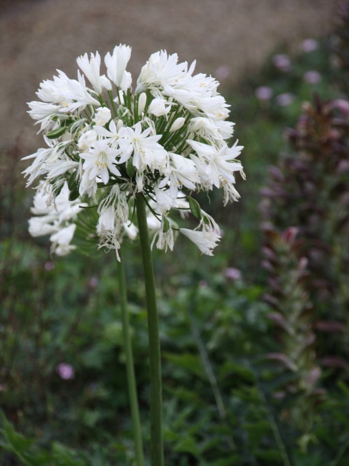 Agapanthus 'White Heaven' - Afrikaanse lelie, Kaapse lelie, liefdesbloem