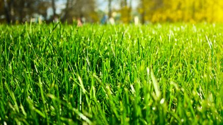 Gazon - Gazonmest - Graszaad - Kunstgras
