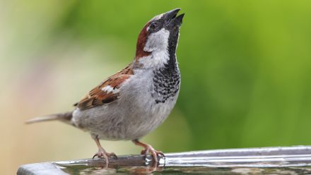 Vogeldrinkbak - Vogeldrinkschaal