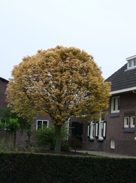 Acer pseudoplatanus 'Brilliantissimum' (Bonte bolesdoorn)
