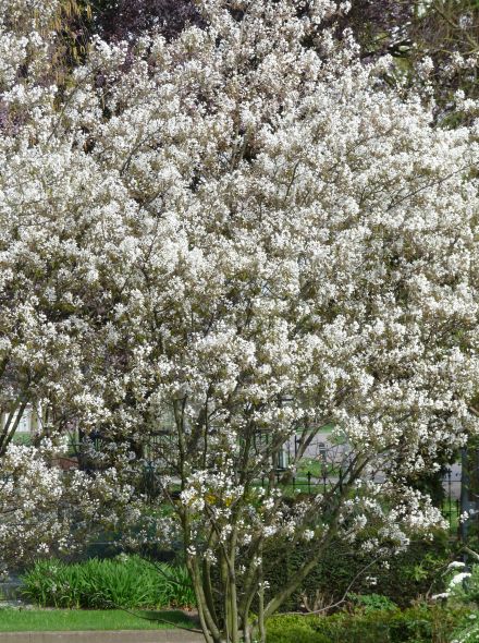 Amelanchier laevis 'Ballerina' (Grootbloemige krentenboom, Krentenboompje)