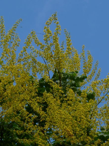 Koelreuteria paniculata 'Fastigiata' (Zuilvormige Chinese Vernisboom, Zuilvormige Blazenboom)