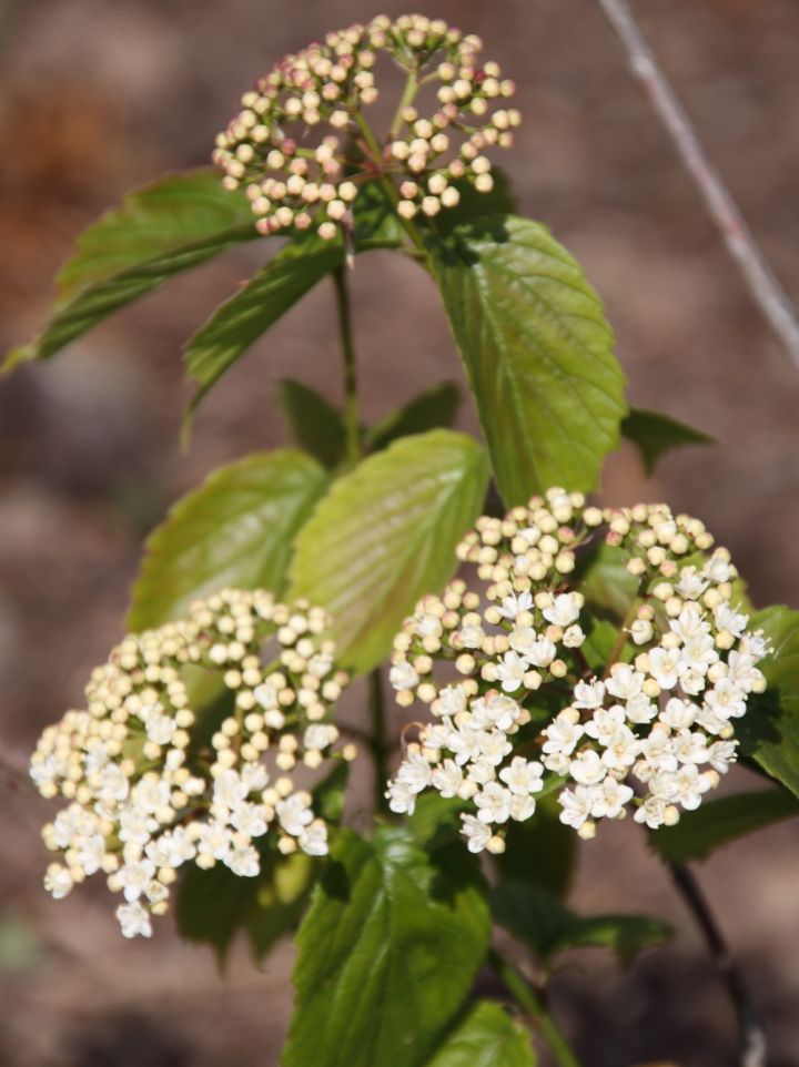 Viburnum dentatum ´Synnestvedt´ / 'Chicago Lustre®' - Sneeuwbal