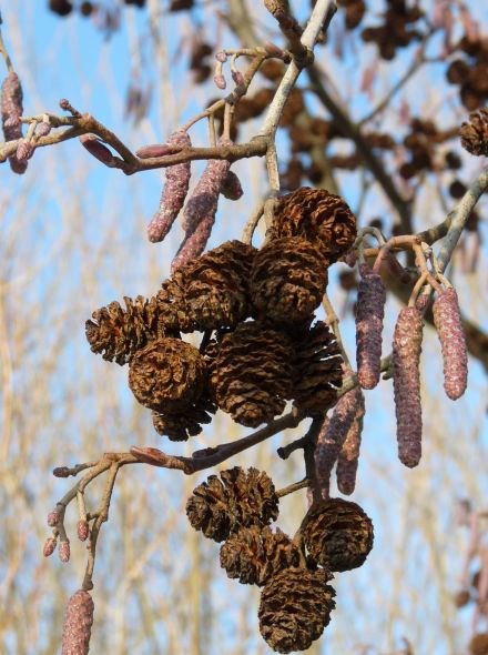 Zwarte els (Alnus glutinosa, bosplantsoen)
