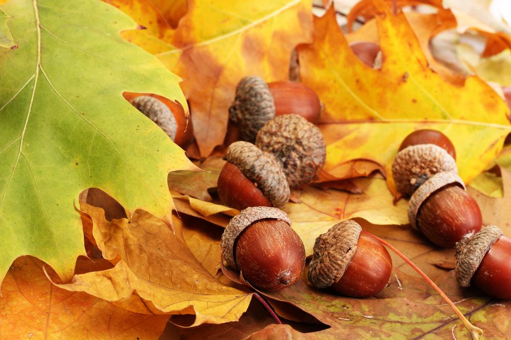 Tuintips voor november | De Tuinen van Appeltern