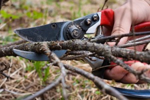 Tuintips voor februari