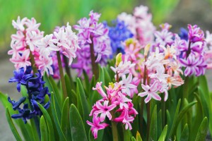 Tuintips voor maart