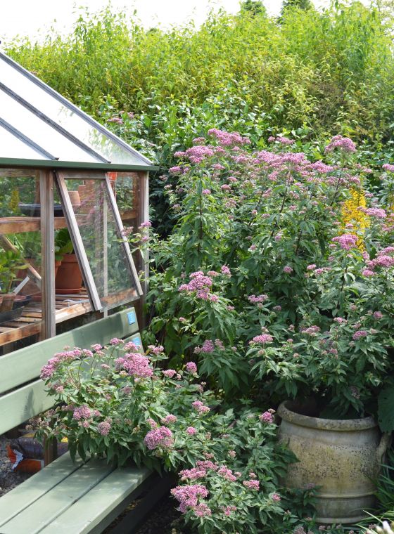 Tuintips voor september