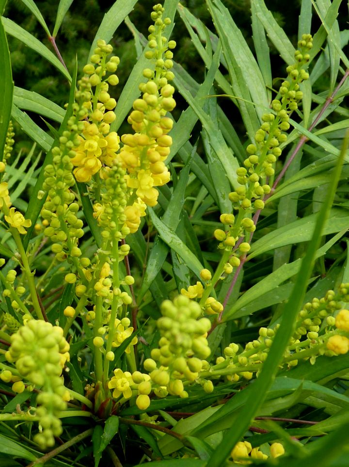 Mahonia Eurybracteata Soft Caress Mahoniestruik De Tuinen Van Appeltern