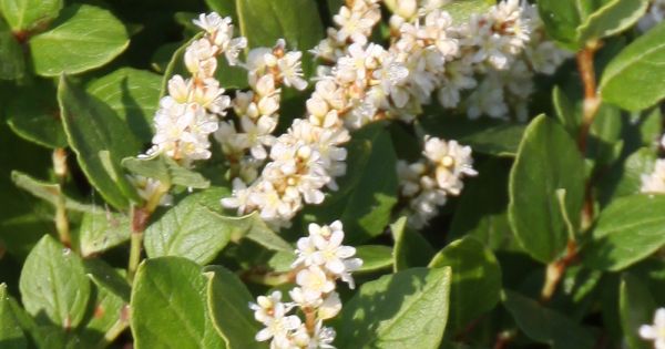 Persicaria kahil - Duizendknoop | De Tuinen van Appeltern
