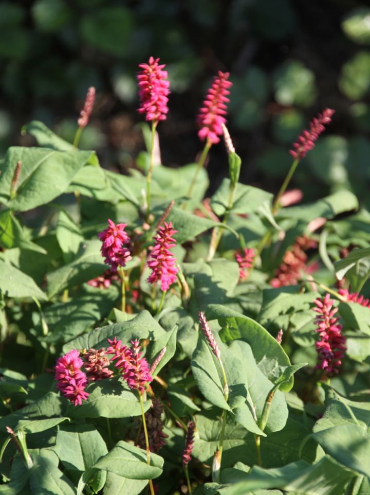 Persicaria amplexicaulis 'Inverleith' - Duizendknoop