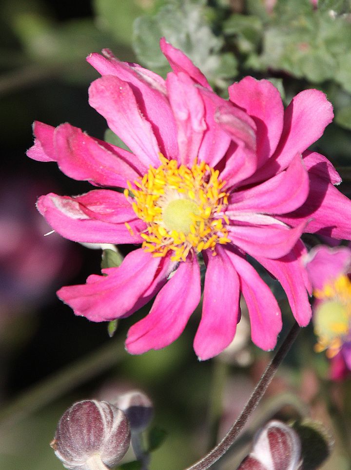 Anemone hybrida 'Amaranthe' - Herfstanemoon