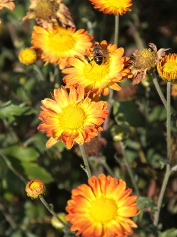 Chrysanthemum indicum 'Dernier Soleil' - Tuinchrysant, zomermargriet
