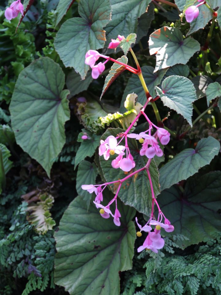 Begonia grandis subsp. evansiana - Tuinbegonia