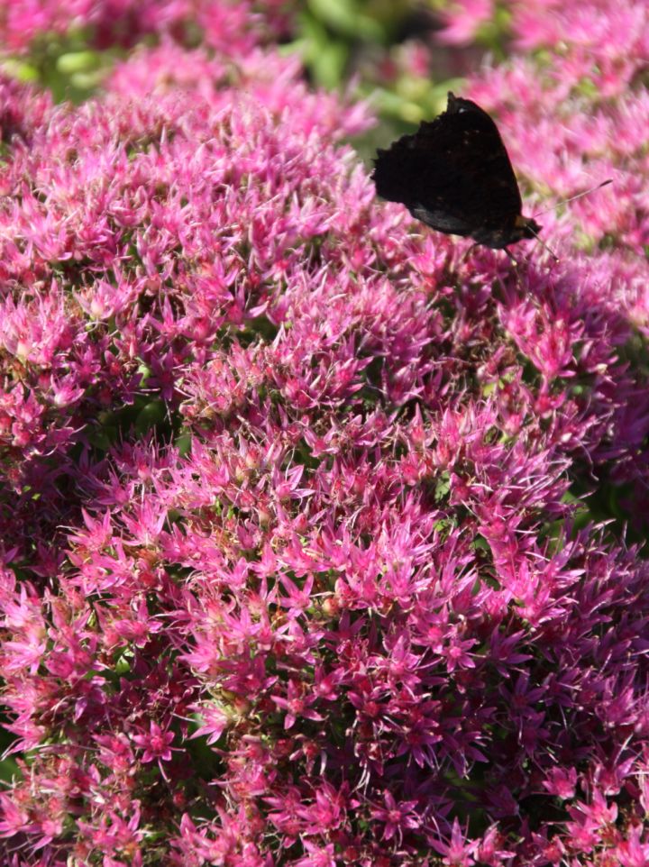 Sedum spectabile ´Lisa´ - Vetkruid, hemelsleutel