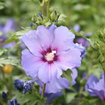 Verzorging van de Hibiscus