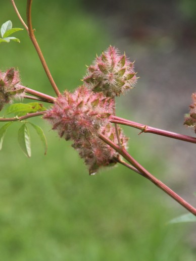 glycyrrhiza glabra zoethout wortel de tuinen van appeltern