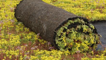 Dakbeplanting (groendak, sedumdak, sedumrollen)