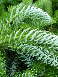 Abies koreana 'Silberlocke' (Koreaanse Zilverspar)