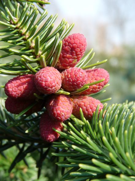 Abies lasiocarpa 'Compacta' (Bergzilverspar)