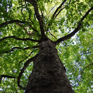 Groei onderzoek (groeiontwikkeling van bomen)