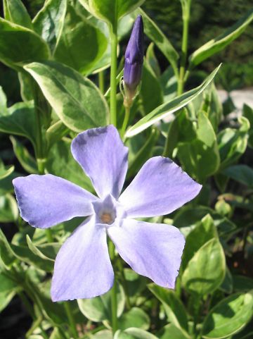 Vinca major 'Variegata' - Grote maagdenpalm