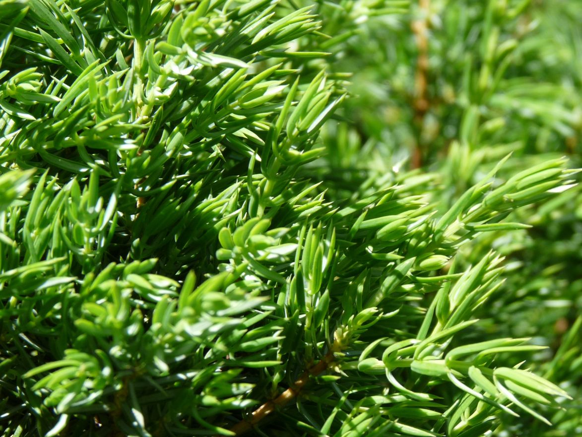 Juniperus communis 'Green Carpet' (Jeneverbes) De Tuinen van Appeltern