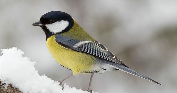 vogel drinkschalen de tuinen van appeltern
