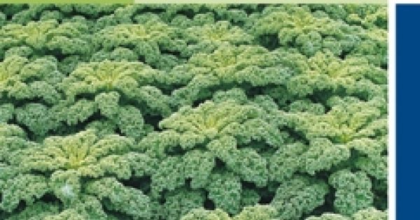 Boerenkool Reflex F1 Hybride Zaad Brassica Oleracea Var Laciniata De Tuinen Van Appeltern