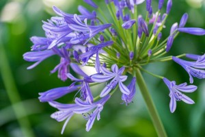 Hoe kan ik Agapanthus vermeerderen?