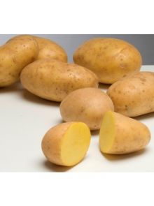 Agria pootaardappelen (1 kg, late kruimige aardappel)