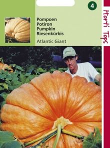 Pompoen Atlantic Giant (reuzenpompoenen zaad)
