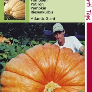Pompoen Atlantic Giant (reuzenpompoenen zaad)