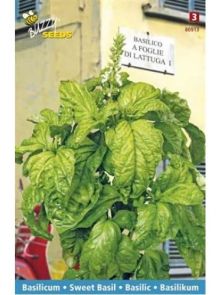 Basilicum a Foglia di Lattuga (slabladige basilicum, zaad)