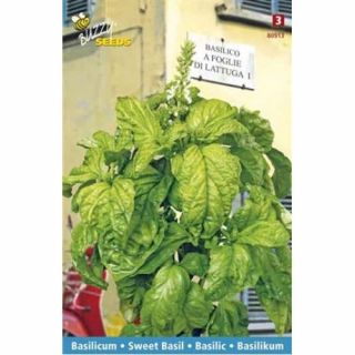 Basilicum a Foglia di Lattuga (slabladige basilicum, zaad)