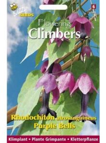 Rhodochiton Atrosanguineus Purple Bells (Zaad Mexicaanse klokken, Flowering Climbers)