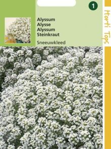 Alyssum procumbens (Rotsschild, Sneeuwkleed, zaad)