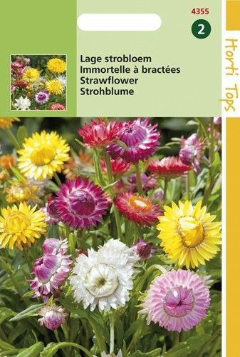Helichrysum Bracteatum Tom Thumb Zaad Lage Strobloem Gemengde Kleuren De Tuinen Van Appeltern
