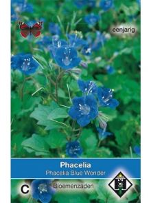 Phacelia campanularia Blue Wonder (zaad bijenvoer)