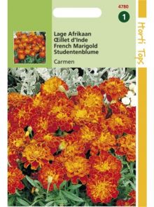 Tagetes patula nana Carmen (zaad laagblijvende Afrikaan, roestbruine met gele bloemen)