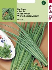 Bieslook grove (zaad allium)