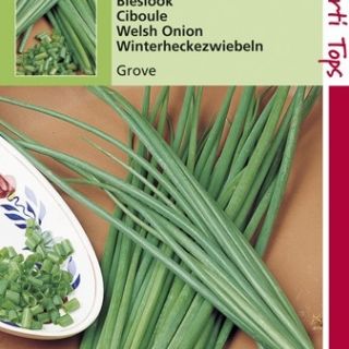 Bieslook grove (zaad allium)