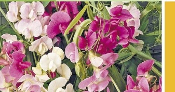 lathyrus latifolius zaad meerjarige lathyrus kleurenmengsel de tuinen van appeltern