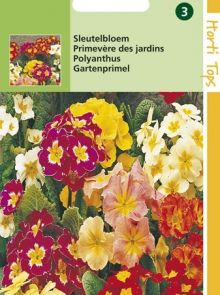 Primula elatior (zaad Sleutelbloem kleurenmengsel)