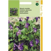 Viola odorata (zaad Maarts viooltje)