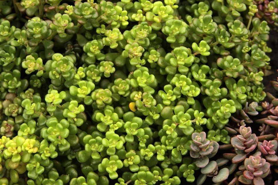 Sedum oreganum (Vetkruid) | De Tuinen van Appeltern