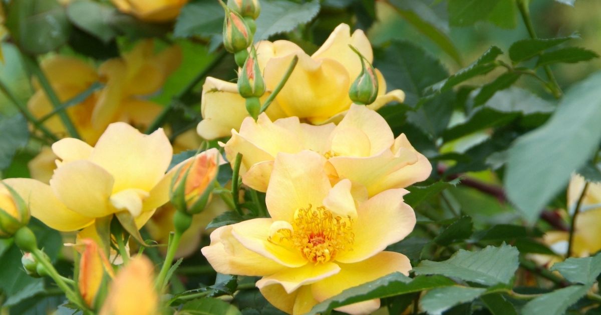 Rosa Flower Carpet 'Loredo' (Roos, Bodembedekkende roos) De Tuinen