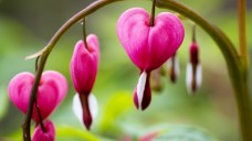 Waar moet je op letten bij het uitzoeken van beplanting?