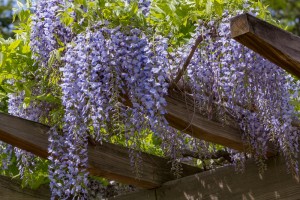 De populairste klimplanten voor je pergola!